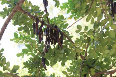 Çekirge tohumu tohumları ağaçta asılı duruyor.