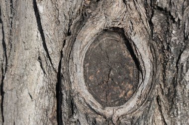 Doğal desenli ahşap doku. Ağaç düğümü