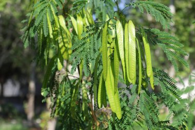 Leucaena lökosephalasının tohum tohumları ve yaprakları 