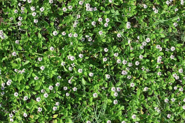 Phyla nodiflora, yaygın olarak Türk Karpuz Meyvesi olarak bilinir.