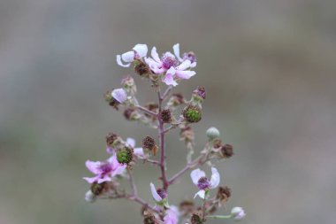 Yazın Rubus Fruticosus L çiçekleri