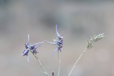 Delphinium peregrinum (menekşe larkspur olarak da bilinir), Türkiye 'ye özgü bir Avrasya çiçek bitkisidir.