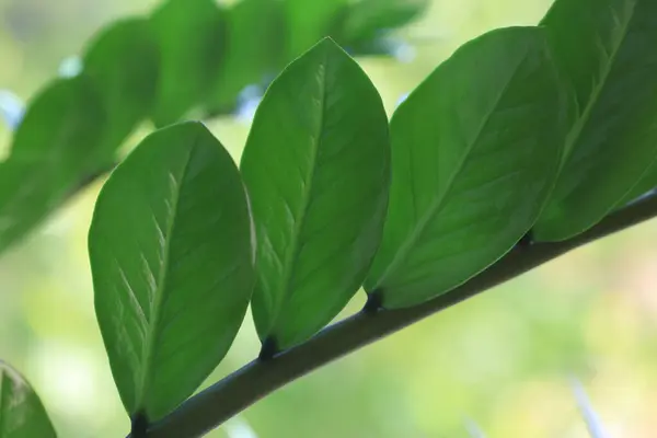 stock image closeup of Zamia furfuracea leaves on white background