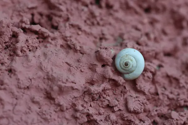 stock image a snail on the wall