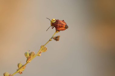 Carpocoris mediterraneus which is also known as Red Shield Bug clipart