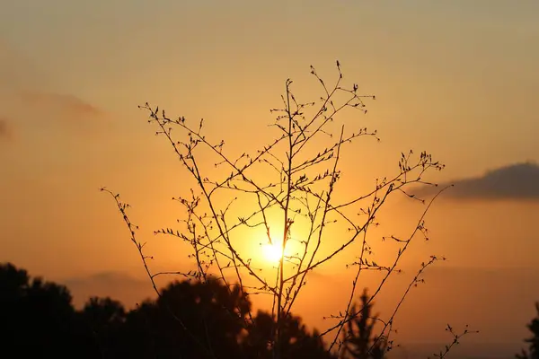 stock image beautiful sunset behind silhouette of a bush