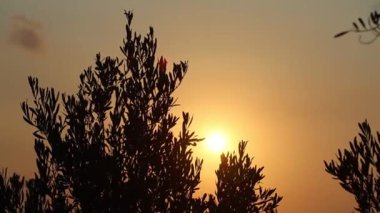 Gün batımına karşı zeytin dalı