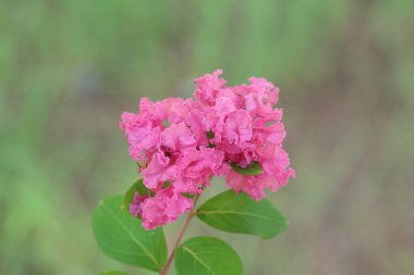 Lagerstroemia indica, çiçekli bir bitki türüdür.