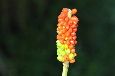 seeds of Arum dioscoridis (Spotted arum)  clipart