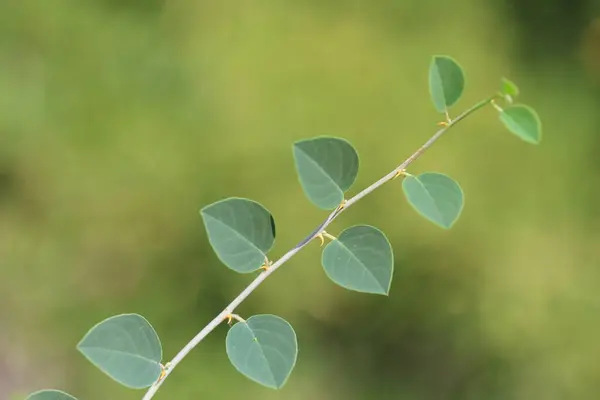 stock image green leaves of  Capparis spinosa on green blurred background