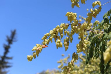 Koelreuteria paniculata, Sapindaceae familyasından bir bitki türü.