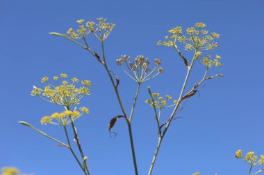 Fennel (Foeniculum vulgare), havuç familyasından bir bitki türü.