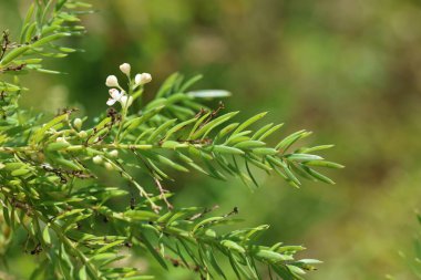 Asparagus acutifolius, common name wild asparagus, is an evergreen perennial plant belonging to the genus Asparagus clipart