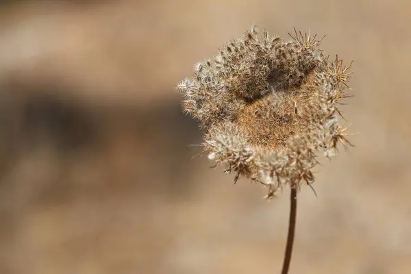 stock image dry umbel of wild carrot in summer