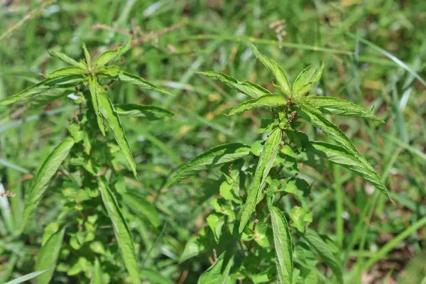 stock image Asparagus acutifolius, common name wild asparagus, is an evergreen perennial plant belonging to the genus Asparagus