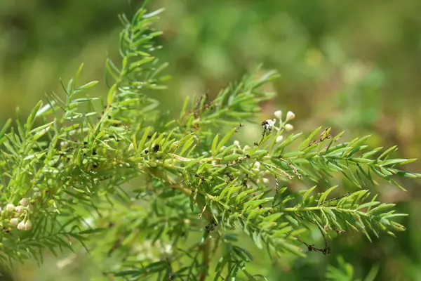 stock image Asparagus acutifolius, common name wild asparagus, is an evergreen perennial plant belonging to the genus Asparagus