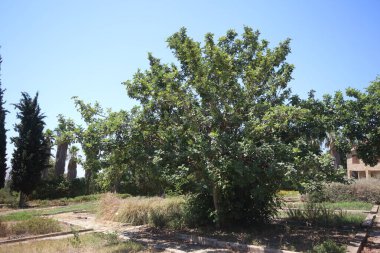 Parkta çekirge ağacı (keçiboynuzu)