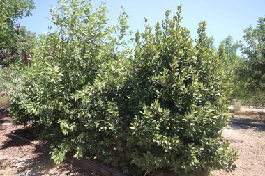 Laurus Lobilis 'in parktaki ağacı