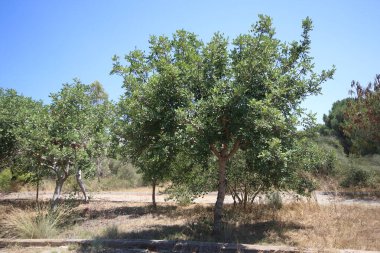 Parkta çekirge ağacı (keçiboynuzu)