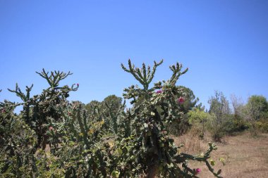 Cylindropuntia imbricata, Amerika Birleşik Devletleri 'nin güneybatısında ve Meksika' nın kuzeyinde bulunan bir kaktüstür.