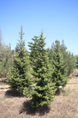 Juniperus drupacea (Suriye ardıcı), ardıç kuşunun bir türüdür.