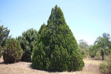 Parktaki oryantalis ağacı.