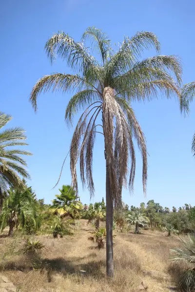 stock image Syagrus romanzoffiana, the queen palm, cocos palm or Jeriv, is a palm native to South America