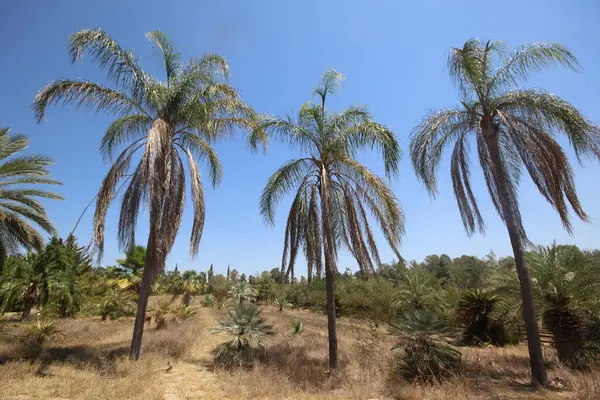 stock image Syagrus romanzoffiana, the queen palm, cocos palm or Jeriv, is a palm native to South America