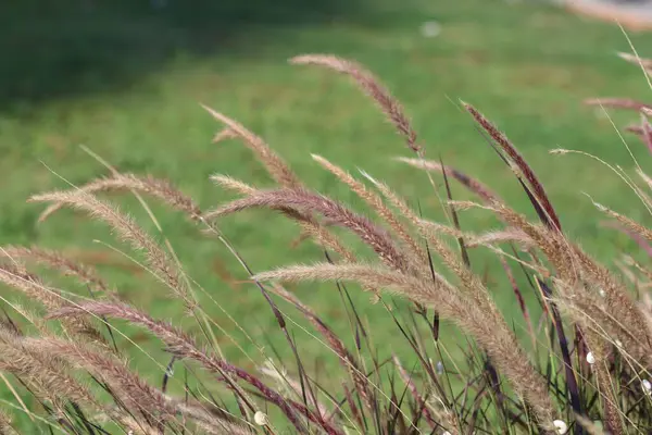 stock image Pennisetum setaceum grass in a garden