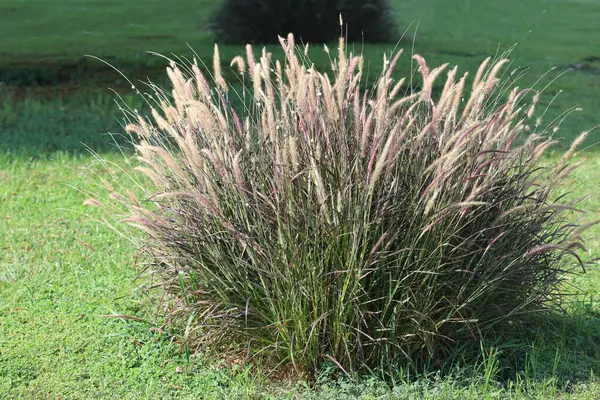 Bahçedeki pennisetum setaceum otları