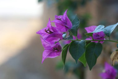 Yazın mor buganville çiçekleri