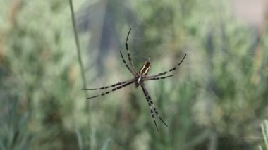 Argiope amoena 'ya yaklaş (altın örümcek) 