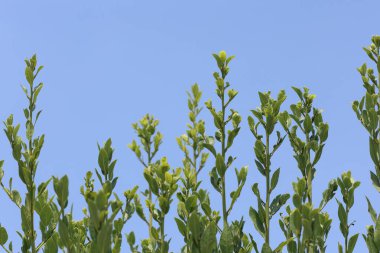 Laurus nobilis, yeşil, glabröz (pürüzsüz) yaprakları olan aromatik ve yeşil bir ağaçtır.. 