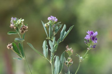 Alfalfa (Medicago sativa), baklagiller (Fabaceae) familyasından bir bitki türü.