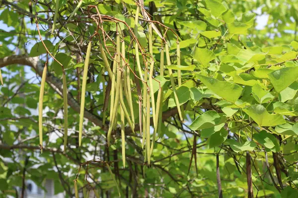 stock image Catalpa bignonioides is a short-lived species of Catalpa. 