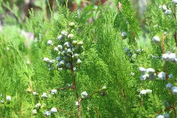 stock image leaves and seeds of Thuja Orientalis 