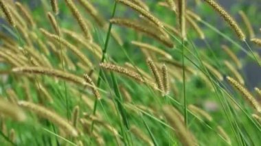 Setaria pumila otların bir türüdür..