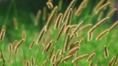 Setaria pumila otların bir türüdür.. 
