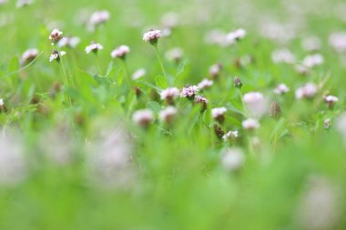 Phyla nodiflora, yaygın olarak Türk Karpuz Meyvesi olarak bilinir.