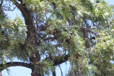 Güney ipek meşesinin bir dalı (Grevillea robusta)