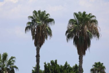 Parktaki Kaliforniya palmiye ağaçları