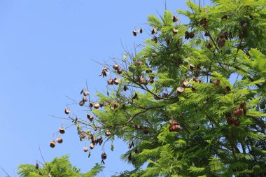 Jacaranda ağacının yaprak ve tohum tohumları