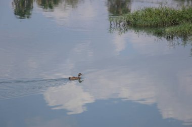 Yaban ördeği ya da yaban ördeği (Anas platyrhynchos), ördek yavrusu olarak da bilinir.