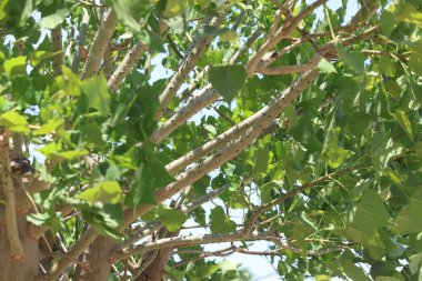 Erythrina lysistemon, bezelye familyasından bir yaprak döken ağaçtır.