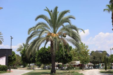 Hurma ağaçları (Phoenix Dactylifera))