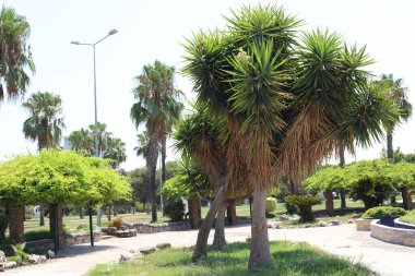 Yucca çok yıllık çalılar ve ağaçlar Asparagaceae ailesindeki bir cinsidir