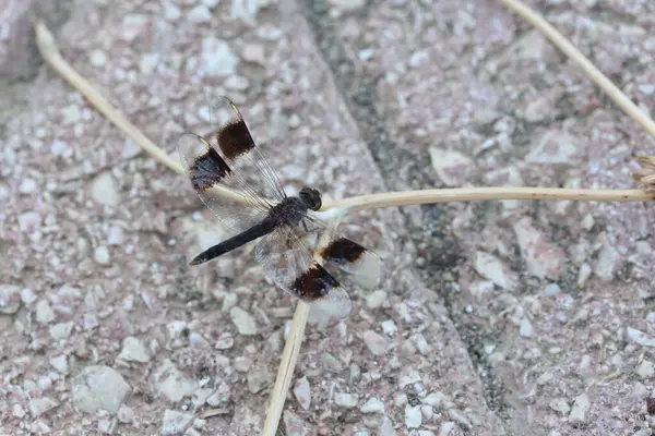 stock image Brachythemis leucosticta is a species of dragonfly belonging to the family Libellulidae