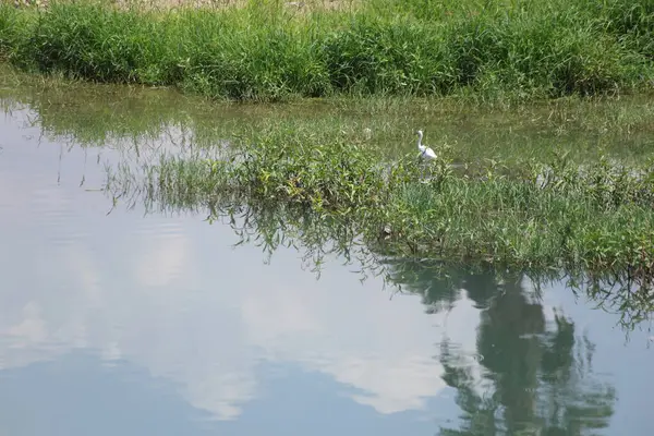 Stock image  little egret (Egretta garzetta) are hunting in the river