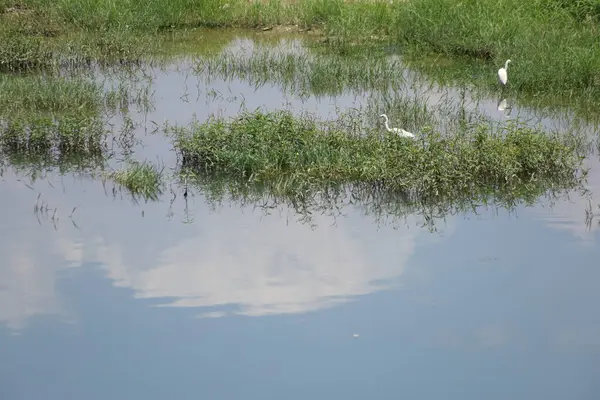 Stock image  little egret (Egretta garzetta) are hunting in the river