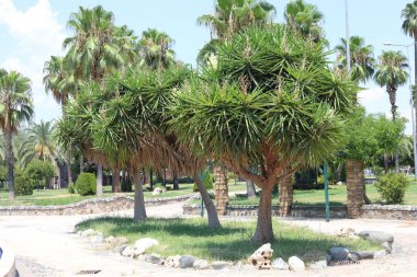 Yucca çok yıllık çalılar ve ağaçlar Asparagaceae ailesindeki bir cinsidir
